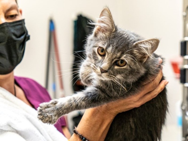 ASPCA Spay/Neuter Alliance