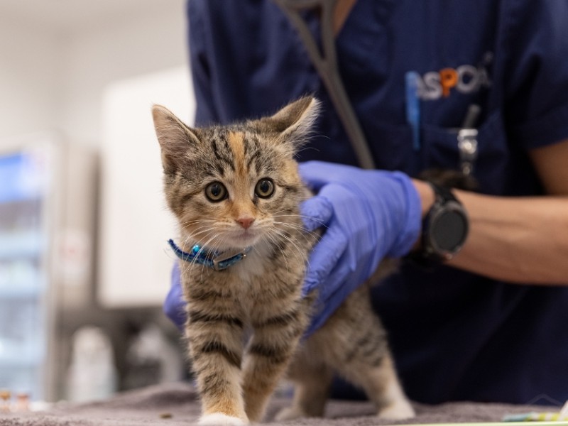 Miami Community Veterinary Clinic