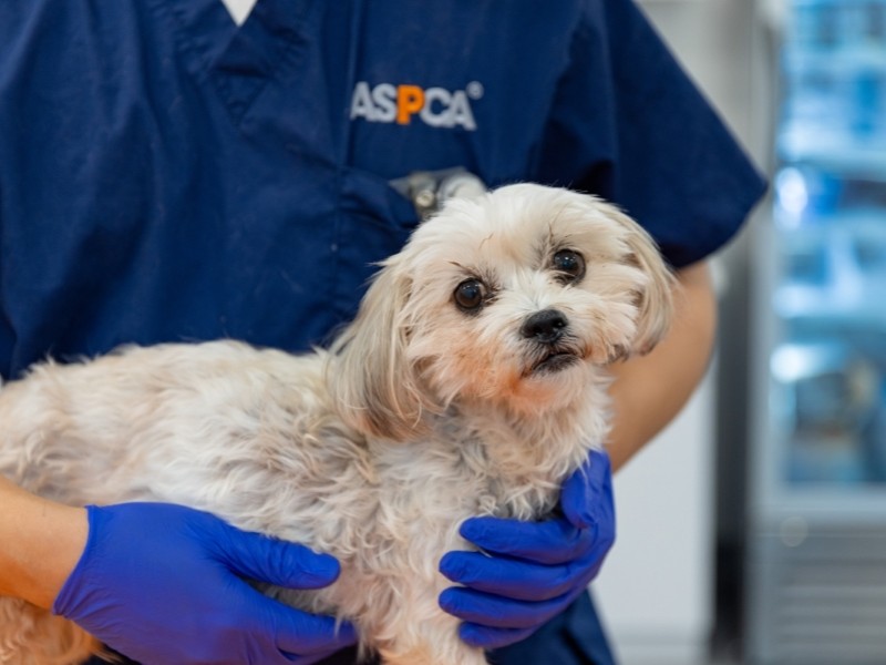 Queens Community Veterinary Clinic