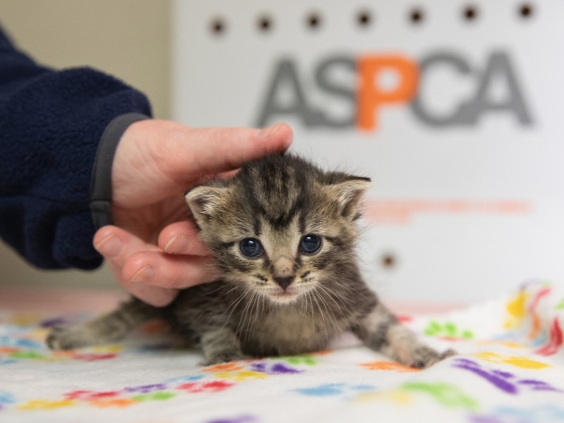 Kitten Foster Program