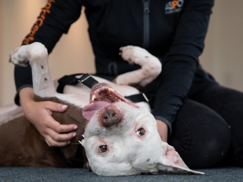 ASPCA Adoption Center